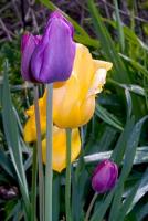 tulips_02.jpg