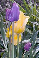 tulips_glow.jpg